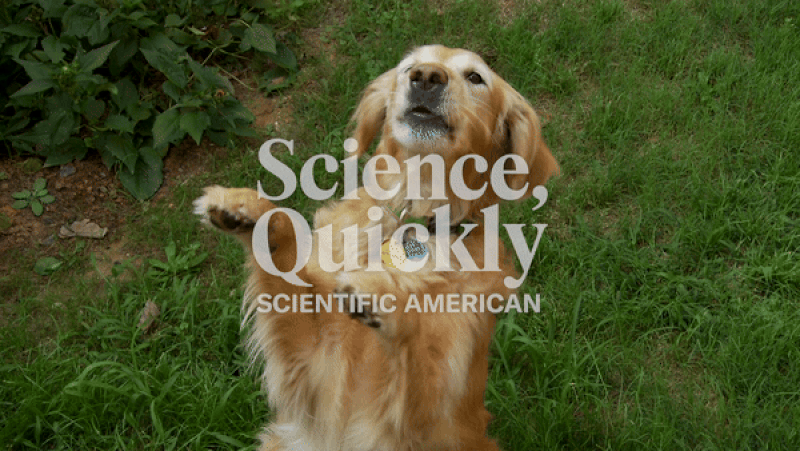 The Surprising Wellness Added benefits of Dog Possession