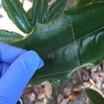See-As a result of Wood Is More powerful Than Plastic and Tougher Than Glass