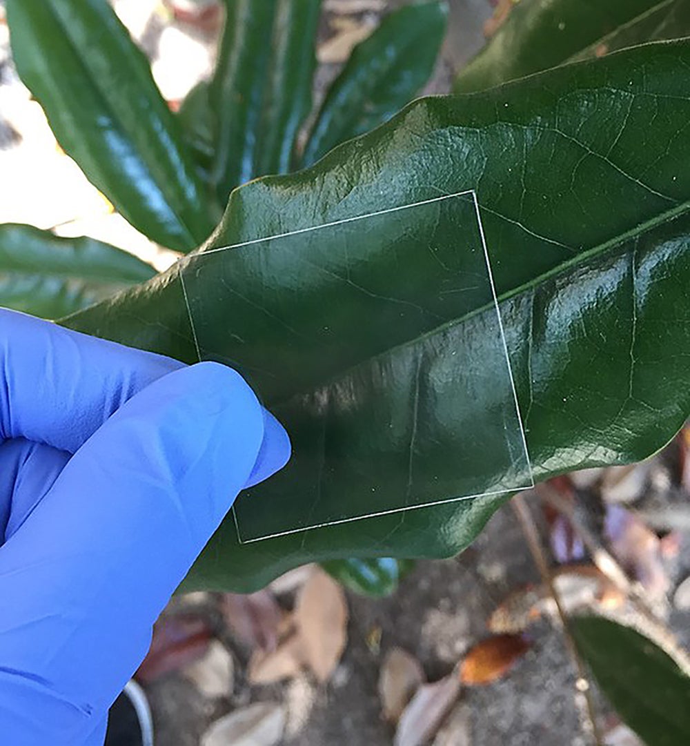 See-As a result of Wood Is More powerful Than Plastic and Tougher Than Glass